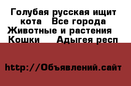 Голубая русская ищит кота - Все города Животные и растения » Кошки   . Адыгея респ.